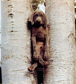 barking-up-the-wrong-tree