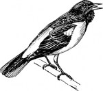 singing-bird-clip-art