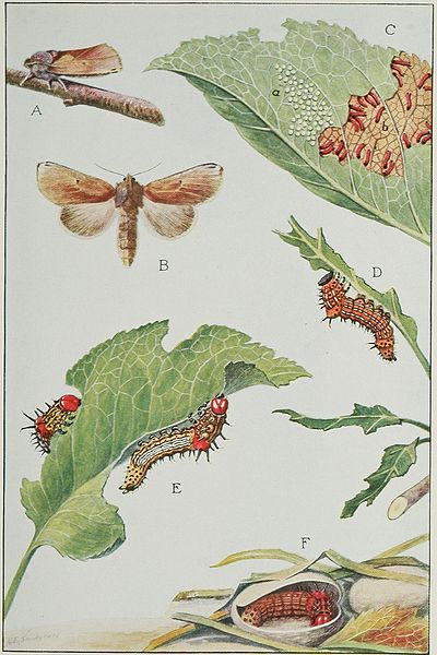 Public Domain Image ''Insects, their way and means of living'', R. E. Snodgrass used courtesy of Wikimedia Commons