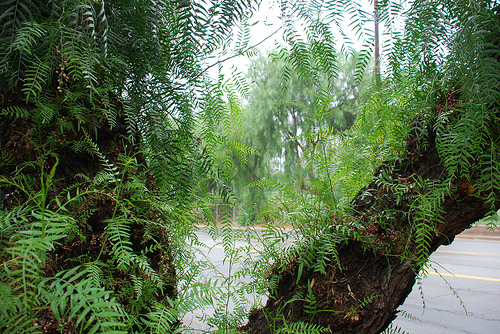 Photo Credit: Floyd Bariscale