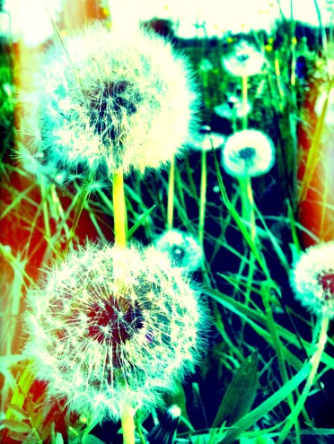dandelion /pic by c. schoenfeld
