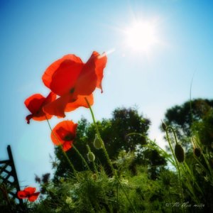 poppies-tbm
