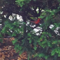 An all-time favorite, The Cardinal, from Fred's Pinterest (click on pic to go there)