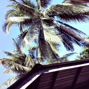 Coconut trees - widely in abundance in Philippines & our province