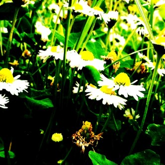 daisies /pic by c. schoenfeld