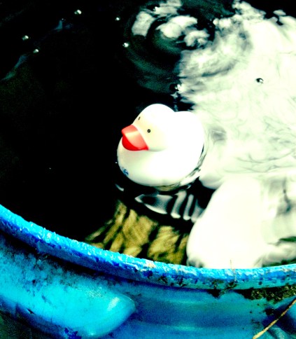 duck in my rain barrel - pic by c. schönfeld