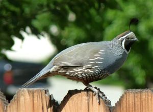 Dappled Quail Photo Credit: David Slotto