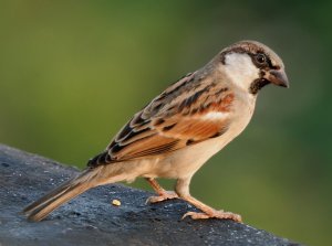 Bird4
