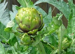 Photo: artichokerecipes.co.uk