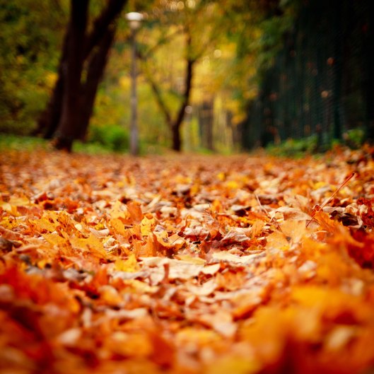 photo by cadillacdevlle2000