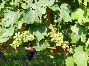 Favourite fruity time of year...