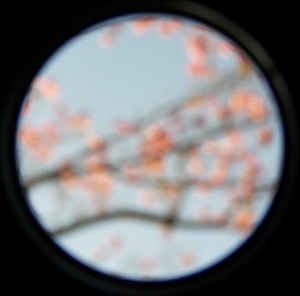 Photo credit: Magnolia by Anna