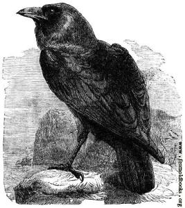 234-The-Raven-Corvus-Corax-q75-445x500
