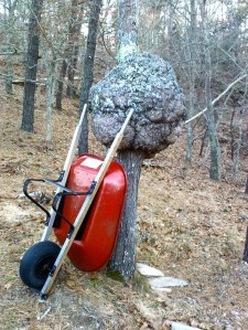 Photo: Wikipedia Commons Labeled for noncommercial reuse.