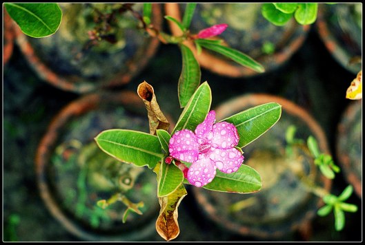 11845041_10155939810840608_927745814541434004_o