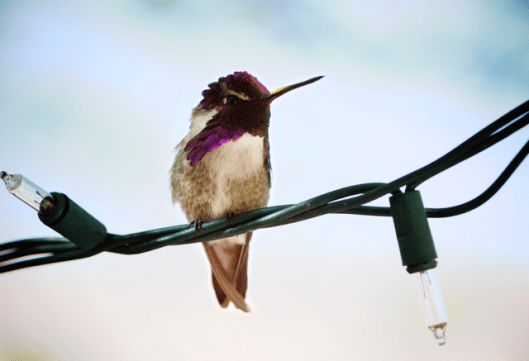 Screen Shot 2016-03-14 at 4.19.34 PM