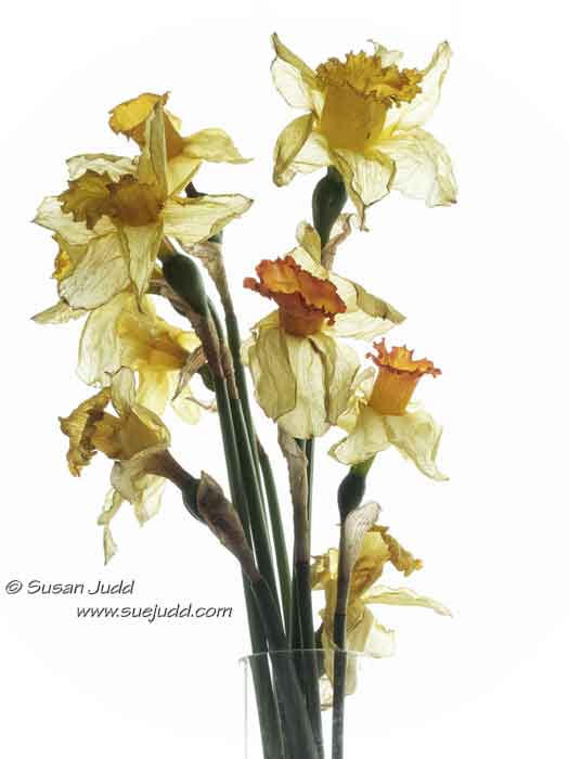 Dafodils