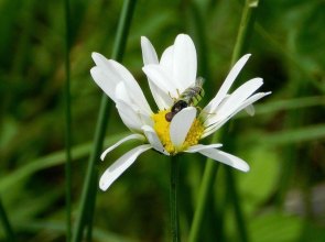 13466096_10156946154330167_4391102101789807453_n