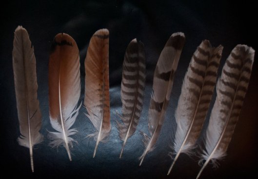 hawk_tail_feathers_by_copperarabian-d5s2s4j.jpg Labeled for non-commercial reuse