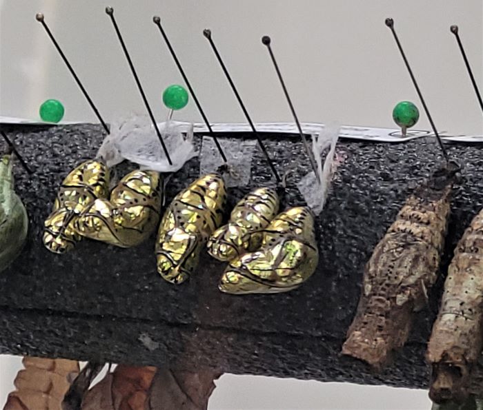 resized chrysalis 3 022622