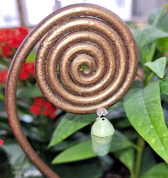 resized chrysalis on spiral 022622