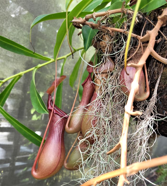 resized winged pitcher plants meijer garden 022622
