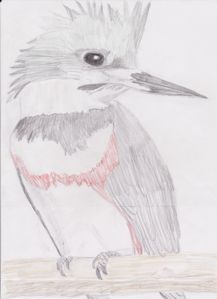 belted kingfisher drawing _ top half_scaled 030621