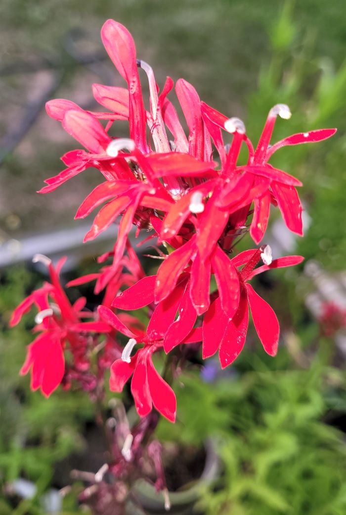cardinal flower 0723
