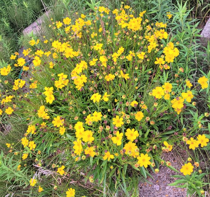 coreopsis 0723