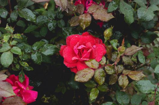 pexels-cole-kitchen-16908000