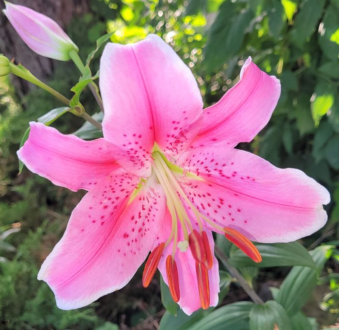 star gazer lily 0723