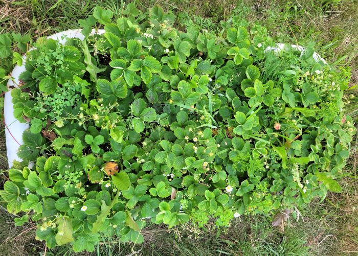 strawberry patch tub 0723